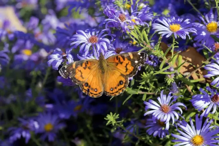 Framed Print : 03405-00509 American Lady (Vanessa virginiensis) on Frikarts Aster (Aster frikartii) Marion Co Framed Print : 03405-00509 American Lady (Vanessa virginiensis) on Frikarts Aster (Aster frikartii) Marion Co