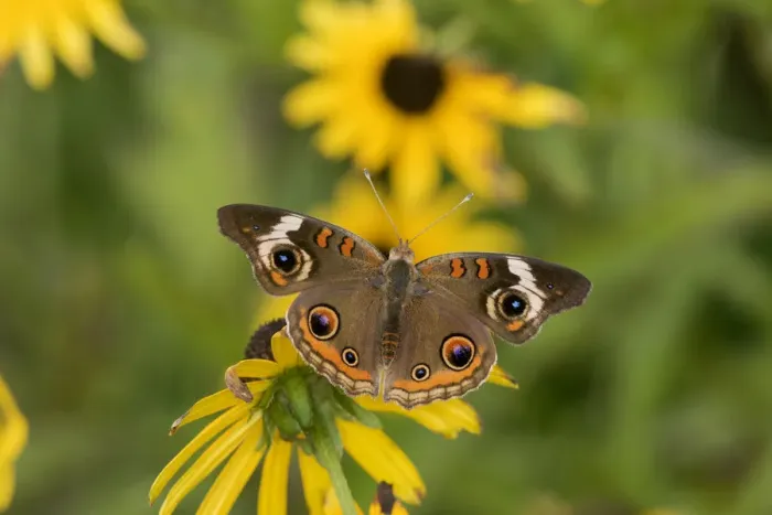 Framed Print : 03411-01208 Common Buckeye (Junonia coenia) on Black-eyed Susans (Rudbeckia hirta) Marion Co