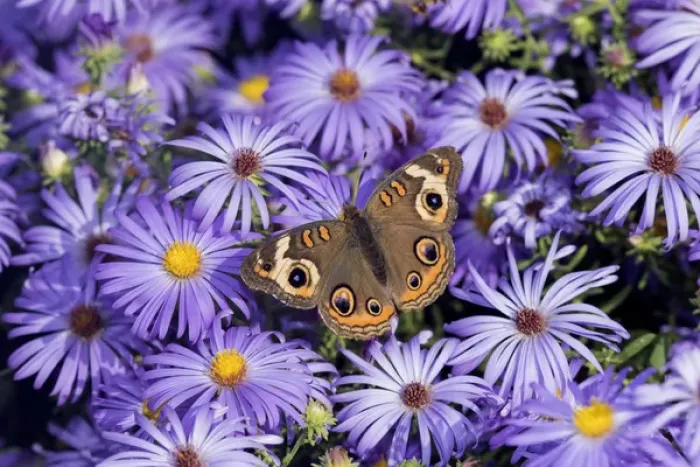Framed Print : 03411-01214 Common Buckeye (Junonia coenia) on Frikarts Aster (Aster frikartii) Marion Co Framed Print : 03411-01214 Common Buckeye (Junonia coenia) on Frikarts Aster (Aster frikartii) Marion Co