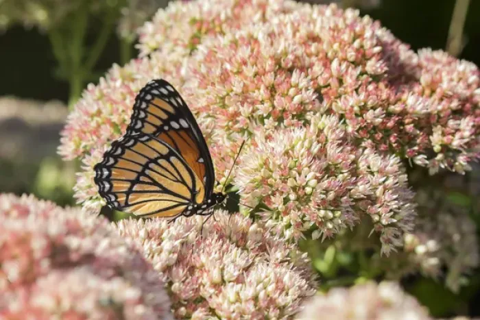 Framed Print : 03421-00712 Viceroy (Limenitis archippus) on Autumn Joy Sedum (Sedum spectabile) Marion Co Framed Print : 03421-00712 Viceroy (Limenitis archippus) on Autumn Joy Sedum (Sedum spectabile) Marion Co