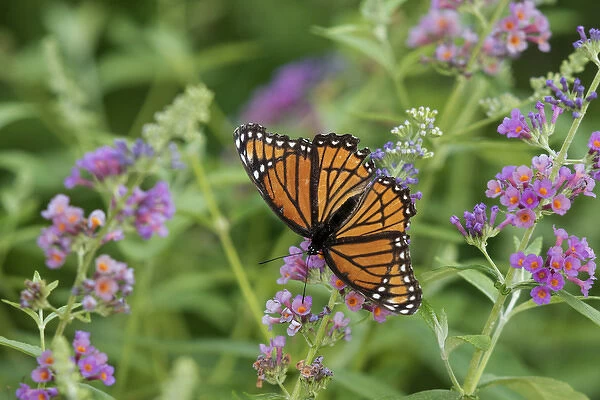 03421-00715 Viceroy (Limenitis archippus) on Butterfly Bush (Buddleja davidii) Marion Co