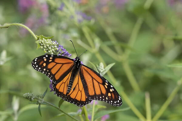 03536-05915 Monarch (Danaus plexippus) on Butterfly Bush (Buddleja davidii) Marion Co. IL