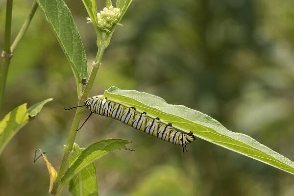 03536-06001 Monarch (Danaus plexippus) caterpillar on Swamp Milkweed (Asclepias incarnata)