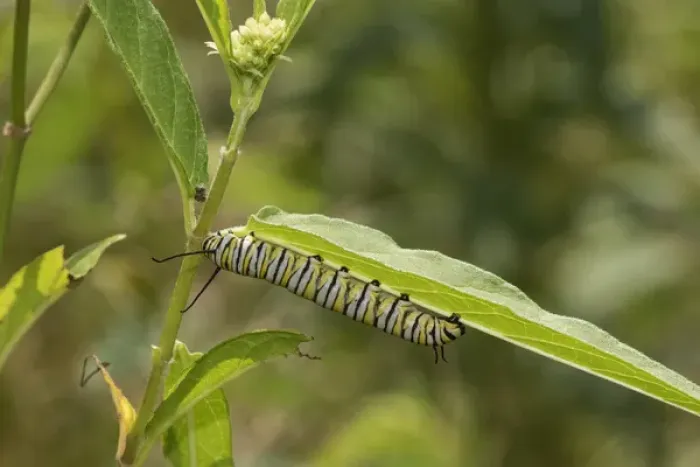 Framed Print : 03536-06001 Monarch (Danaus plexippus) caterpillar on Swamp Milkweed (Asclepias incarnata)