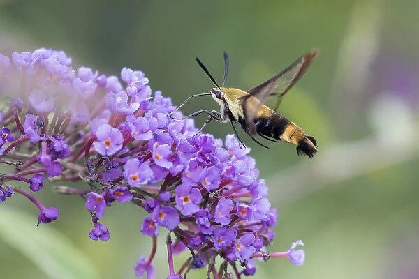 04005-00320 Snowberry Clearwing (Hemaris diffinis) on Butterfly Bush (Buddleja davidii) Marion Co