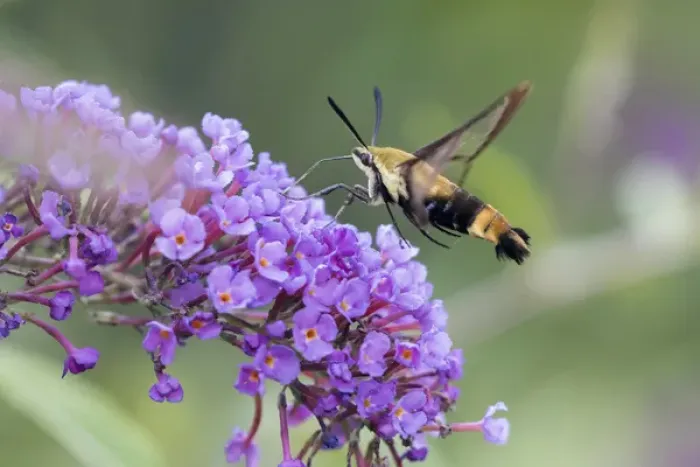 Framed Print : 04005-00320 Snowberry Clearwing (Hemaris diffinis) on Butterfly Bush (Buddleja davidii) Marion Co Framed Print : 04005-00320 Snowberry Clearwing (Hemaris diffinis) on Butterfly Bush (Buddleja davidii) Marion Co