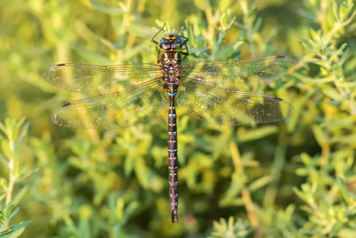 Framed Print : 06357-00102 Shadow Darner (Aeshna umbrosa) male (Marion Co. IL Framed Print : 06357-00102 Shadow Darner (Aeshna umbrosa) male (Marion Co. IL