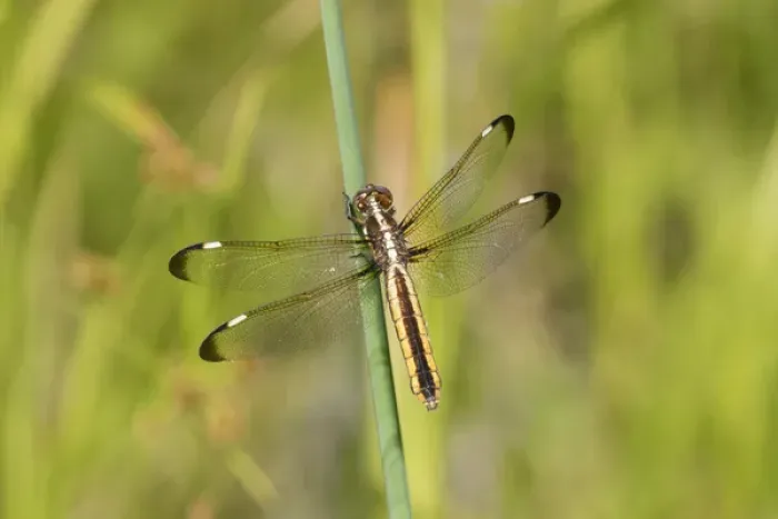 Framed Print : 06617-00503 Spangled Skimmer (Libellula cyanea) female in wetland Washington Co. MO Framed Print : 06617-00503 Spangled Skimmer (Libellula cyanea) female in wetland Washington Co. MO