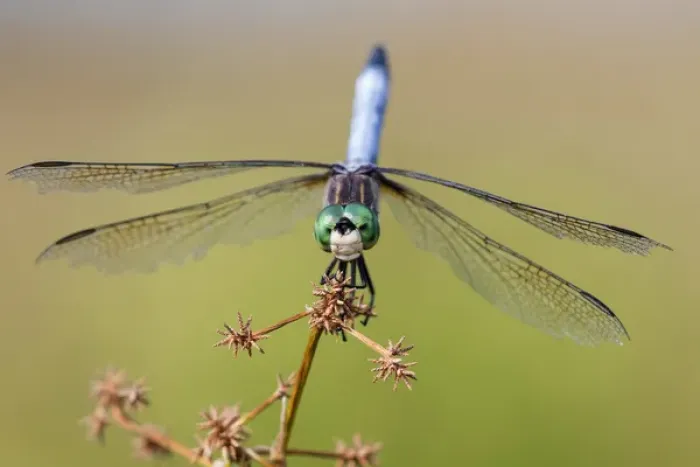 Framed Print : 06642-00615 Blue Dasher (Pachydiplax longipennis) male in wetland Marion Co. IL