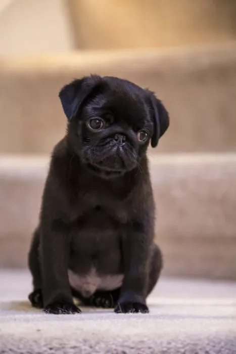 Framed Print : 10 week old black Pug puppy sitting on a carpeted stairwell. (PR)
