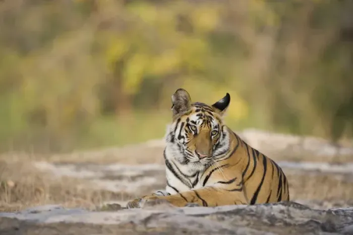 Framed Print : 17 months old Bengal tiger cub (male) resting in open area early morning, dry season