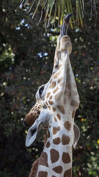 The 18-inch long tongue helps a giraffe reach vegetation to eat