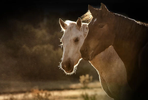 2 horse portraits in soft backlight