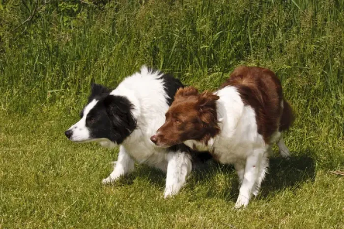 Framed Print : 2 Purebred Border Collie, crouched looking same direction, red, black, white