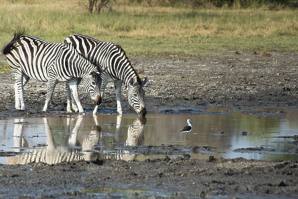 2 zebras drinking from water hole with bird