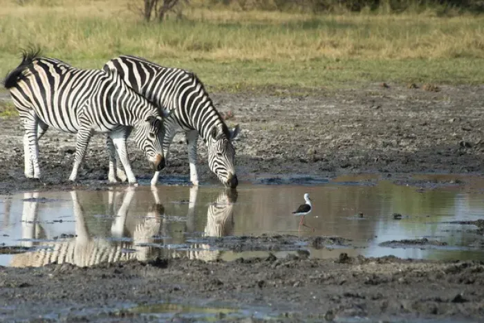 Framed Print : 2 zebras drinking from water hole with bird Framed Print : 2 zebras drinking from water hole with bird