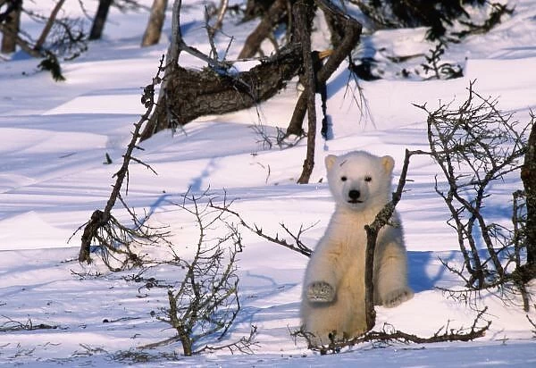 3 month old polar bear(coy) standing at scrub trees Canada, Manitoba, Churchill