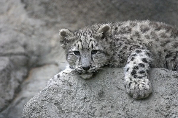 4 month old Snow leopard cub draped over a rock (Panthera uncia), Sacramento Zoo