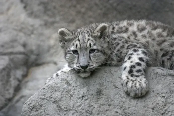 Framed Print : 4 month old Snow leopard cub draped over a rock (Panthera uncia), Sacramento Zoo Framed Print : 4 month old Snow leopard cub draped over a rock (Panthera uncia), Sacramento Zoo
