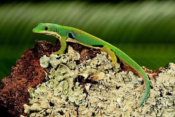 4 Spot Day Gecko, Phelsuma quadriocellata, Native to Madagascar