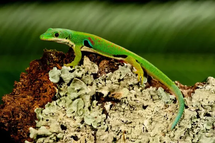 Framed Print : 4 Spot Day Gecko, Phelsuma quadriocellata, Native to Madagascar Framed Print : 4 Spot Day Gecko, Phelsuma quadriocellata, Native to Madagascar