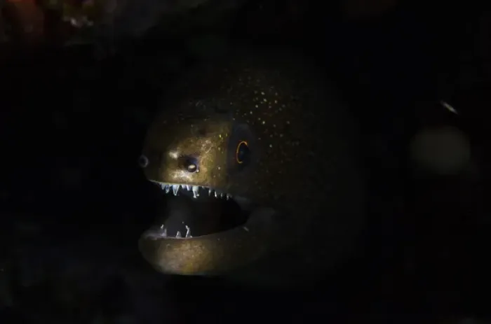 Framed Print : 01. ABC Island, Bonaire, Caribbean. Goldentail Moray Eel peeks spookily from the dark