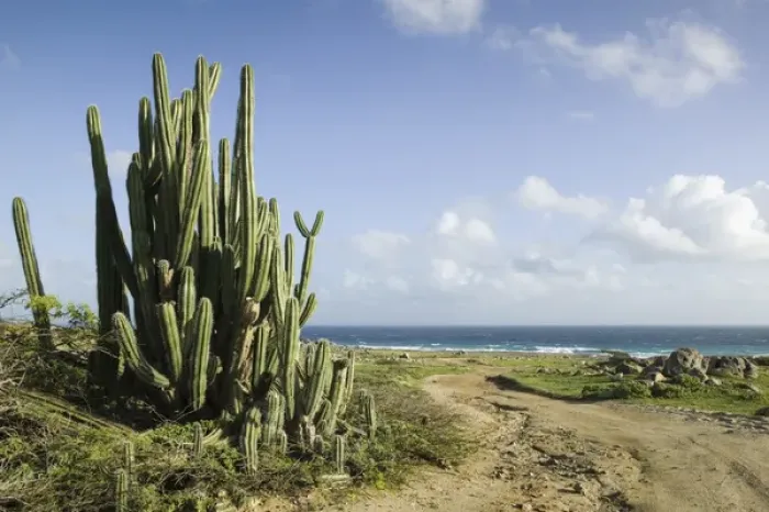 Framed Print : ABC Islands - ARUBA - Noord: Cactus along Northeast Aruba Coast Framed Print : ABC Islands - ARUBA - Noord: Cactus along Northeast Aruba Coast