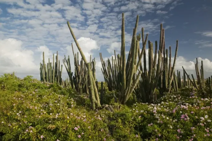 Framed Print : ABC Islands - BONAIRE - Boca Onima: Cactus NE Bonaire