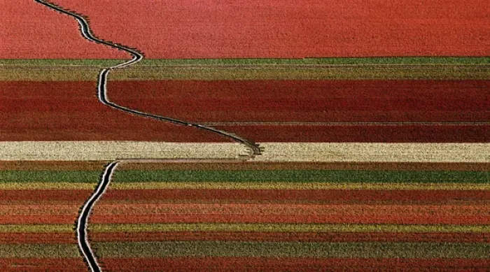 Framed Print : An abstract aerial view of tulip fields with a drainage ditch crossing the rows