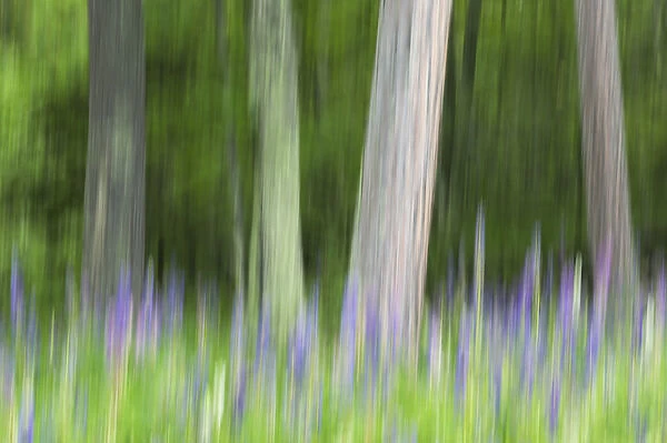 Abstract artistic blur of trees and lupine blossoms. USA, Wisconsin