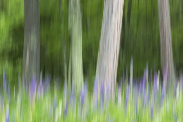 Framed Print : Abstract artistic blur of trees and lupine blossoms. USA, Wisconsin Framed Print : Abstract artistic blur of trees and lupine blossoms. USA, Wisconsin