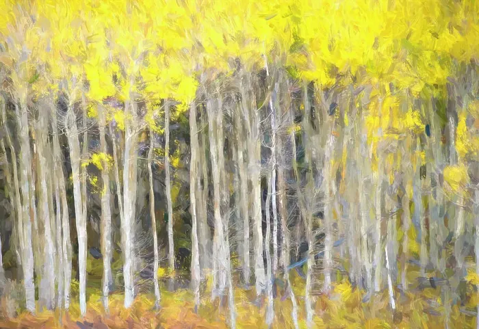 Framed Print : Abstract of aspen Framed Print : Abstract of aspen