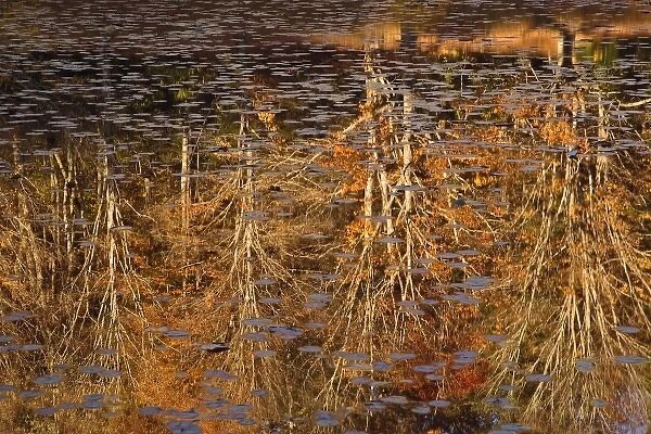 Abstract autumn reflections on Bass Lake, near Blowing Rock, North Carolina