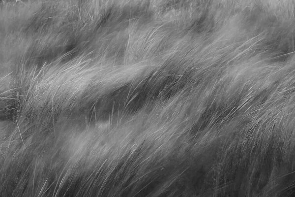 Abstract black and white view of grasses blowing in the wind, Merritt Island National Wildlife Refuge, Florida