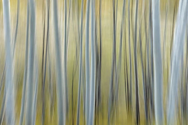 Abstract blurred pattern of white aspen trunks, Uncompahgre National Forest, Colorado