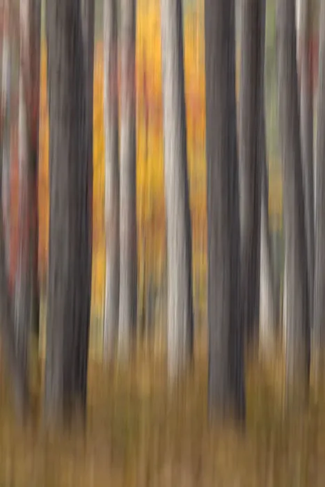 Framed Print : Abstract blurred tree trunks and fall foliage, Hiawatha National Forest, Upper Peninsula Framed Print : Abstract blurred tree trunks and fall foliage, Hiawatha National Forest, Upper Peninsula