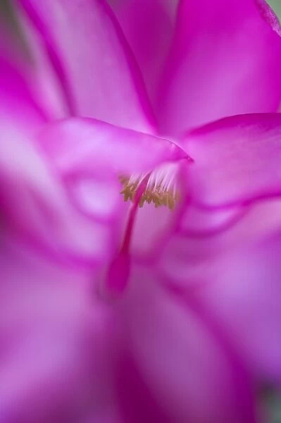 Abstract of christmas cactus bloom