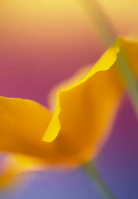 Framed Print : Abstract close-up of poppy flower. Credit as: Steve Satushek / Jaynes Gallery / DanitaDelimont Framed Print : Abstract close-up of poppy flower. Credit as: Steve Satushek / Jaynes Gallery / DanitaDelimont