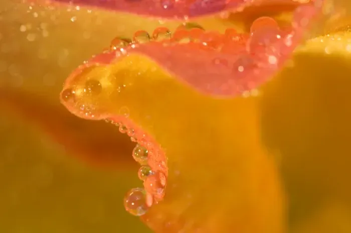 Framed Print : Abstract of flower petal edge in the rain Framed Print : Abstract of flower petal edge in the rain
