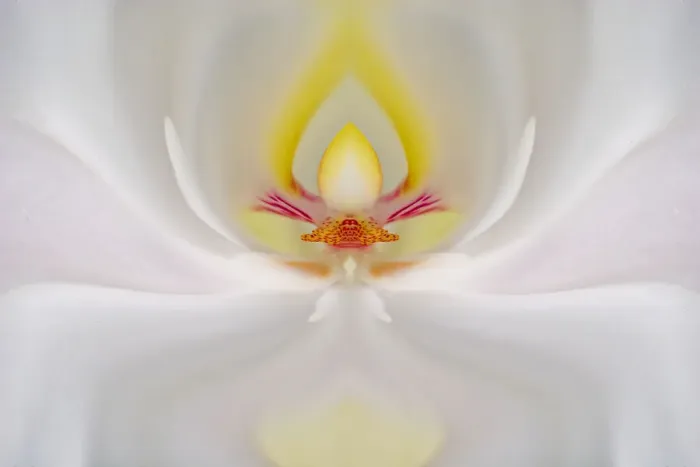 Framed Print : Abstract Hybrid Orchid. Selby Gardens, Sarasota, Florida Framed Print : Abstract Hybrid Orchid. Selby Gardens, Sarasota, Florida