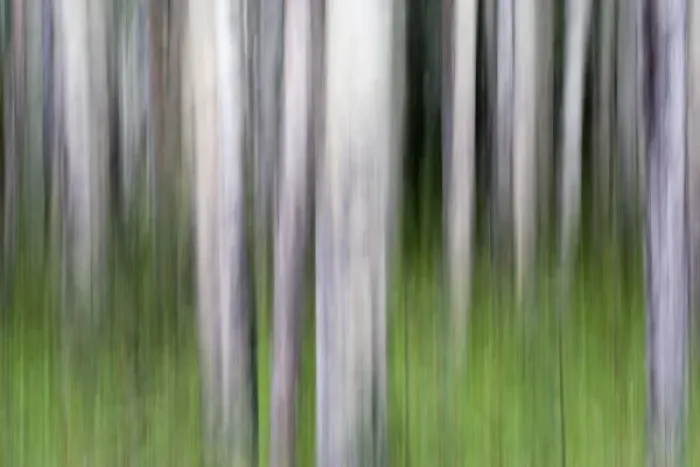 Framed Print : Abstract image of aspen trees in Glacier National Park Framed Print : Abstract image of aspen trees in Glacier National Park