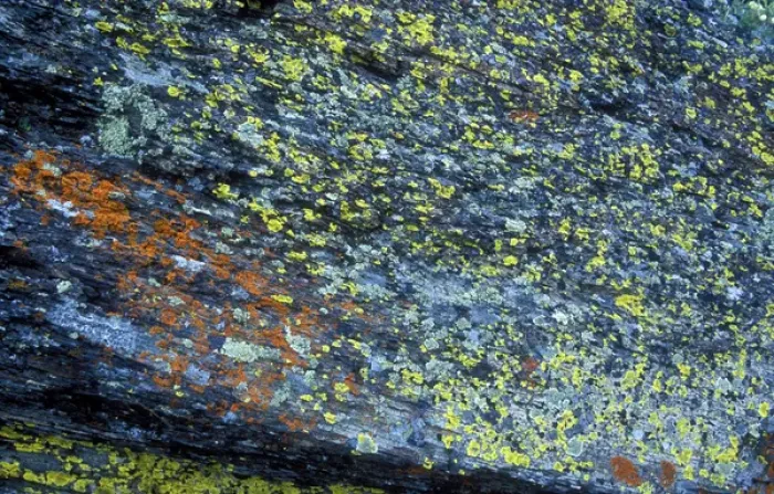 Framed Print : Abstract image of lichen growing on rock in Glacier National Park Framed Print : Abstract image of lichen growing on rock in Glacier National Park