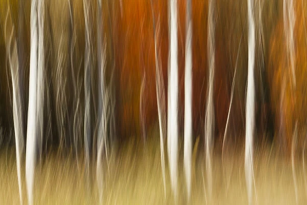 Abstract impression of birch trees in Autumn foliage, Wisconsin