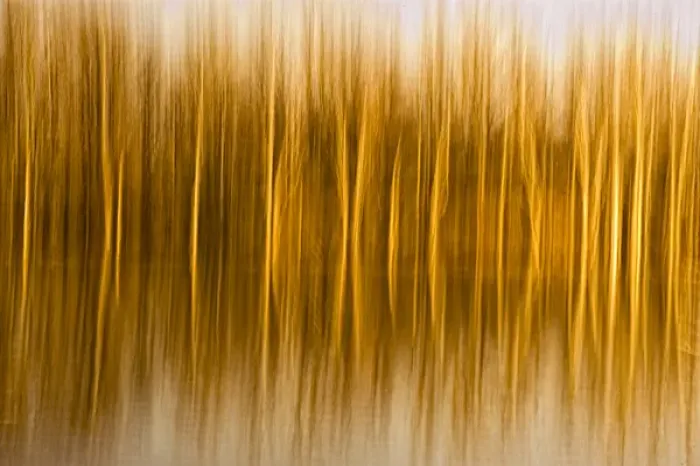 Framed Print : Abstract, in-camera blurs of trees and reflections in water Framed Print : Abstract, in-camera blurs of trees and reflections in water