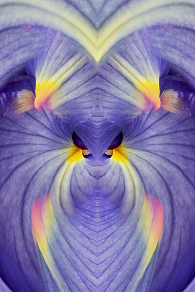 Abstract Iris flowers