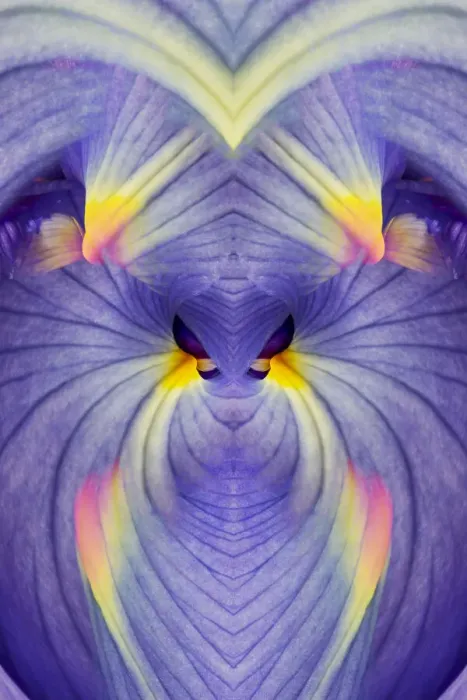 Framed Print : Abstract Iris flowers