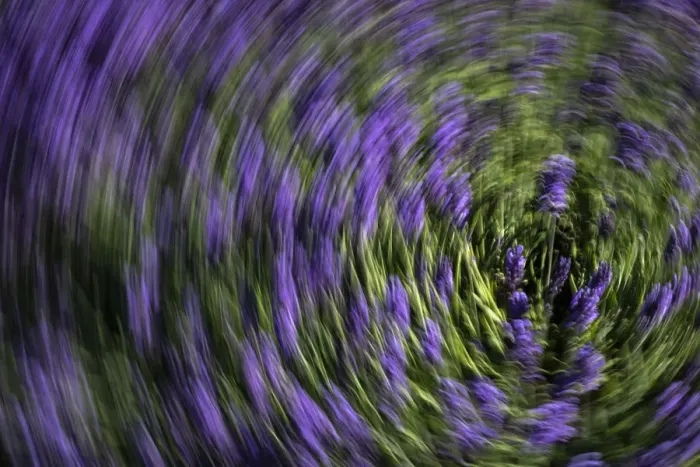 Framed Print : Abstract of lavender Framed Print : Abstract of lavender