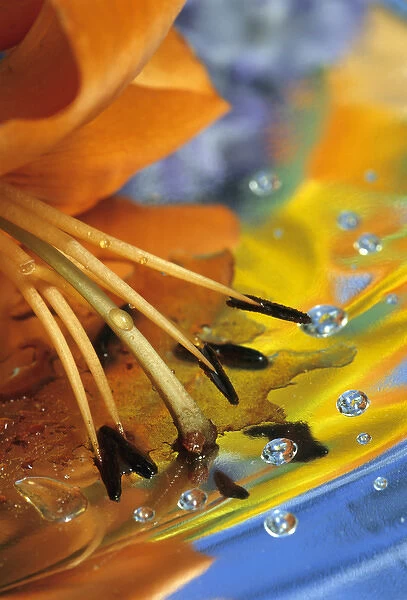 Abstract of lily stamens in reflection. Credit as: Nancy Rotenberg  /  Jaynes Gallery