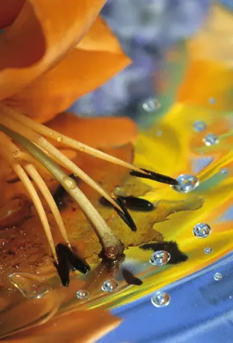 Framed Print : Abstract of lily stamens in reflection. Credit as: Nancy Rotenberg  /  Jaynes Gallery