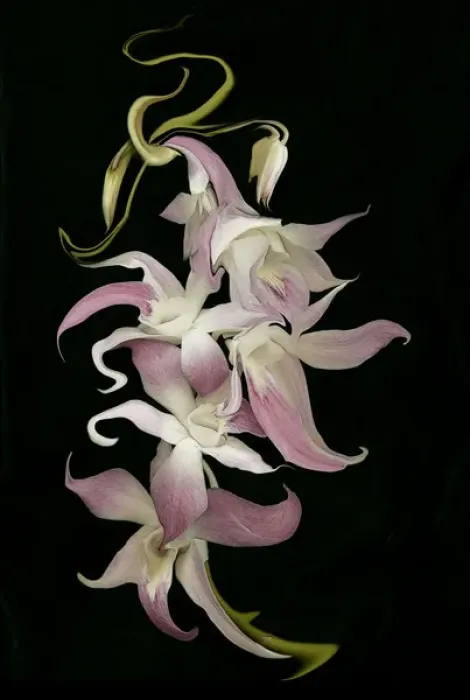 Framed Print : Abstract orchid artwork, digitally manipulated